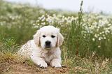 GOLDEN RETRIEVER 292